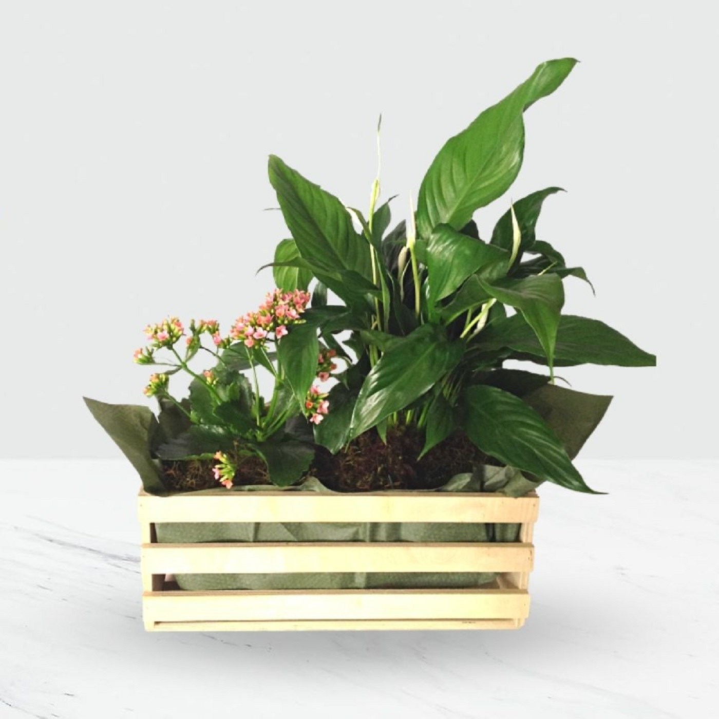 product image for Mixed Plants In Box