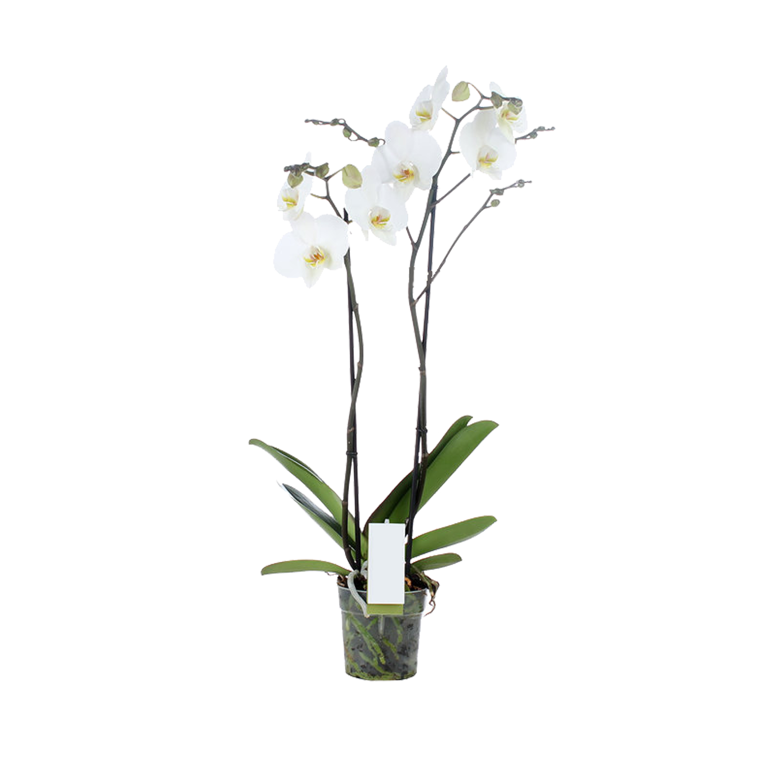 Orchidplant