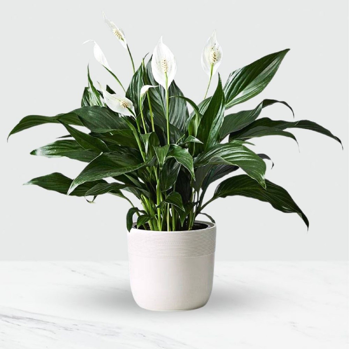 product image for Potted Spathiphyllum