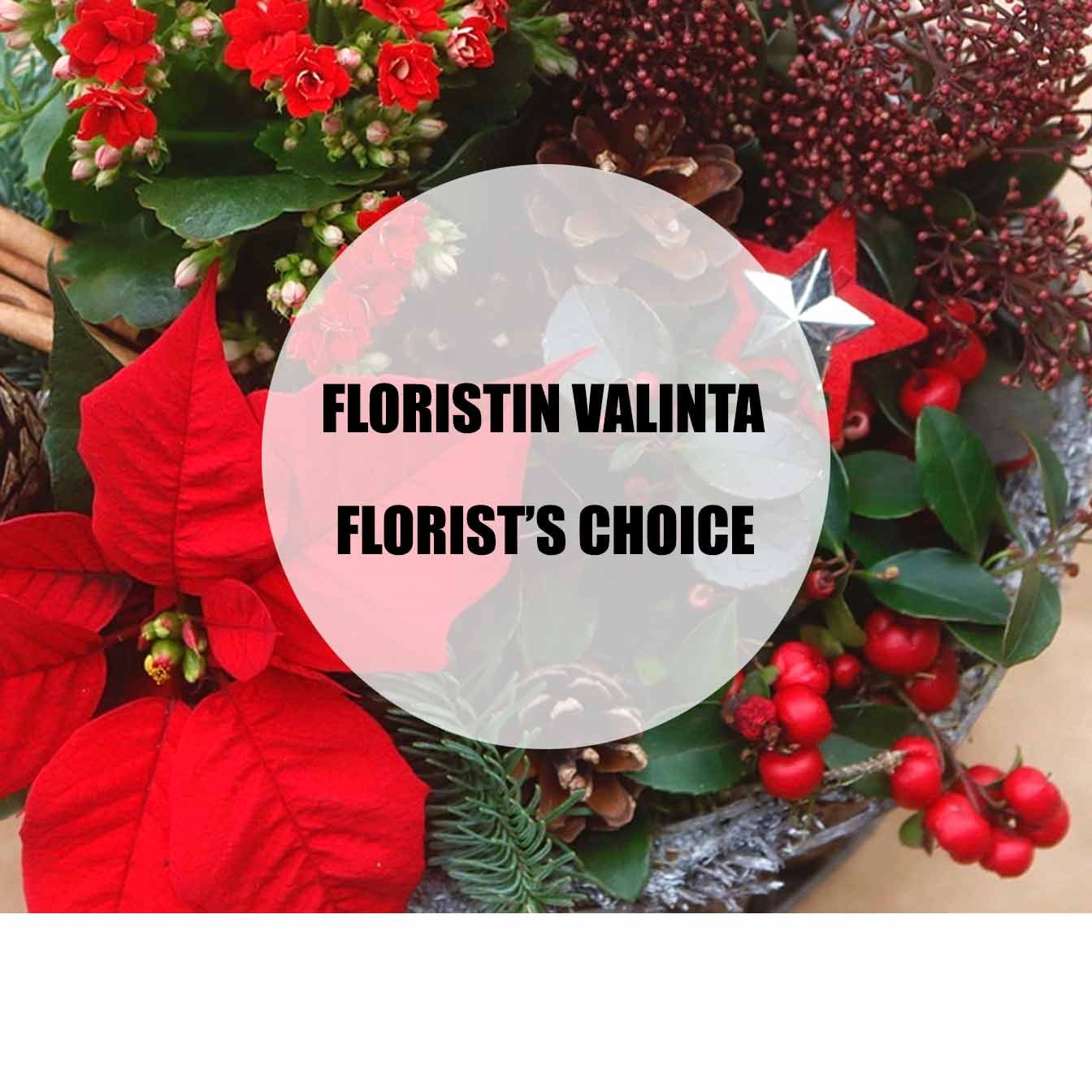 product image for Red Christmas planting, florist's choice