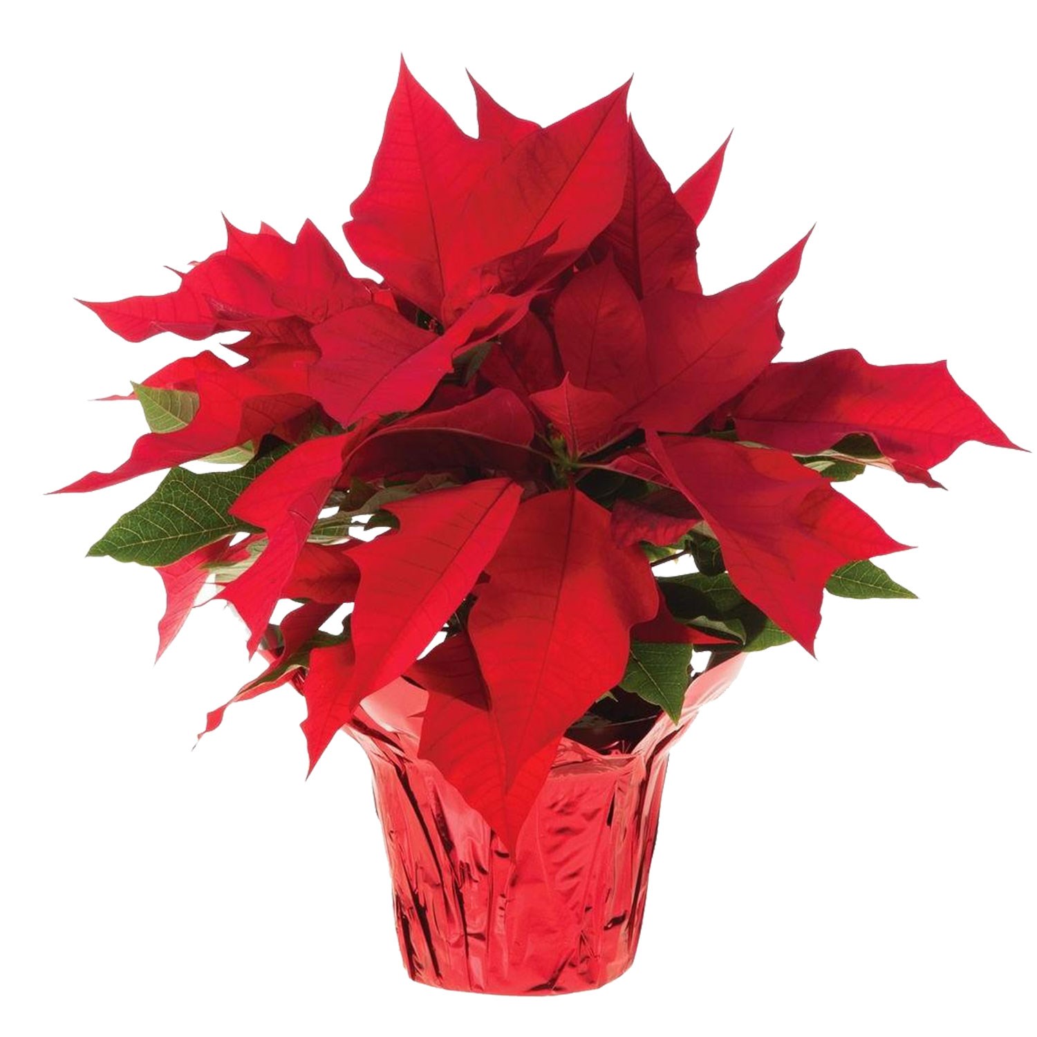 product image for Red Poinsettia Christmas Style
