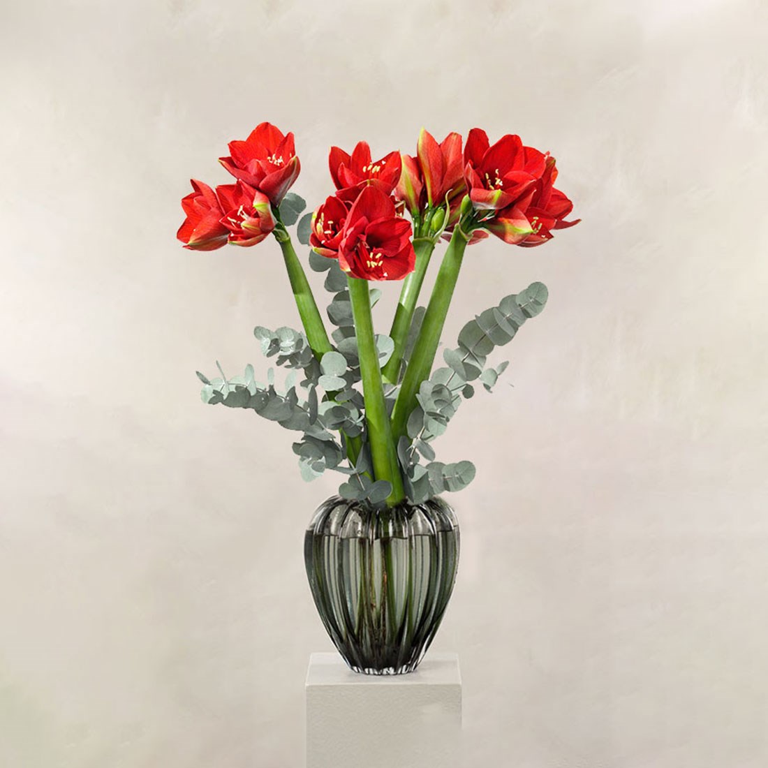 product image for Joyful Amaryllis