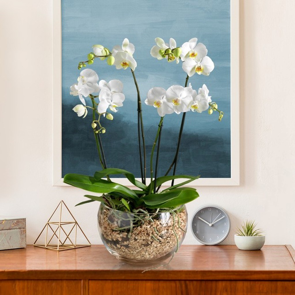 Premium white orchid