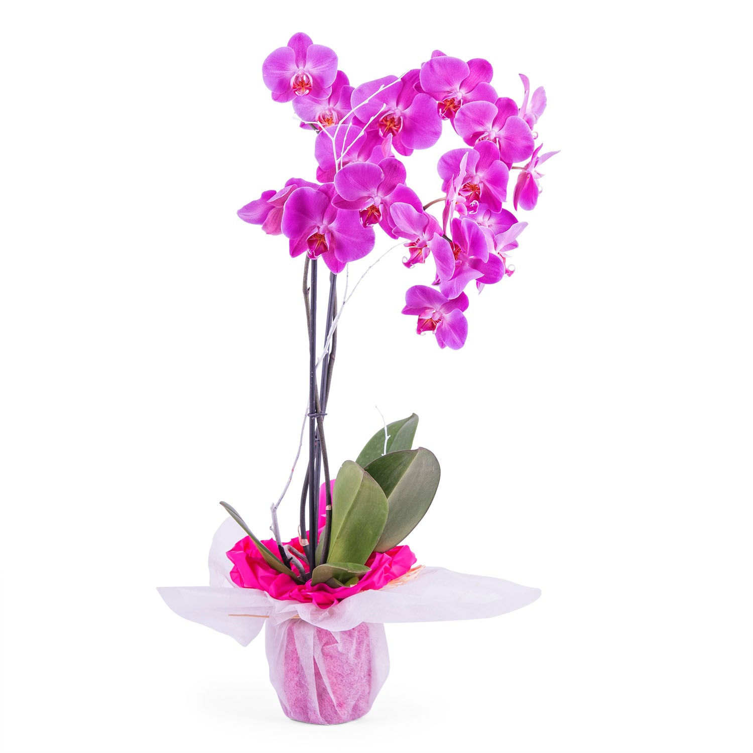 Orchid Plant | Spain | Interflora Lithuania. Flower Delivery