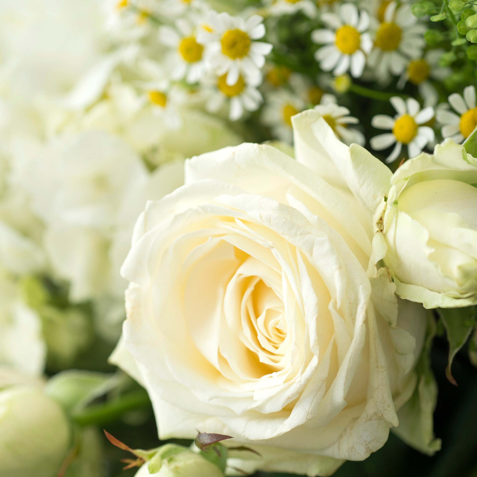 Prestigious white bouquet - Nature et sens