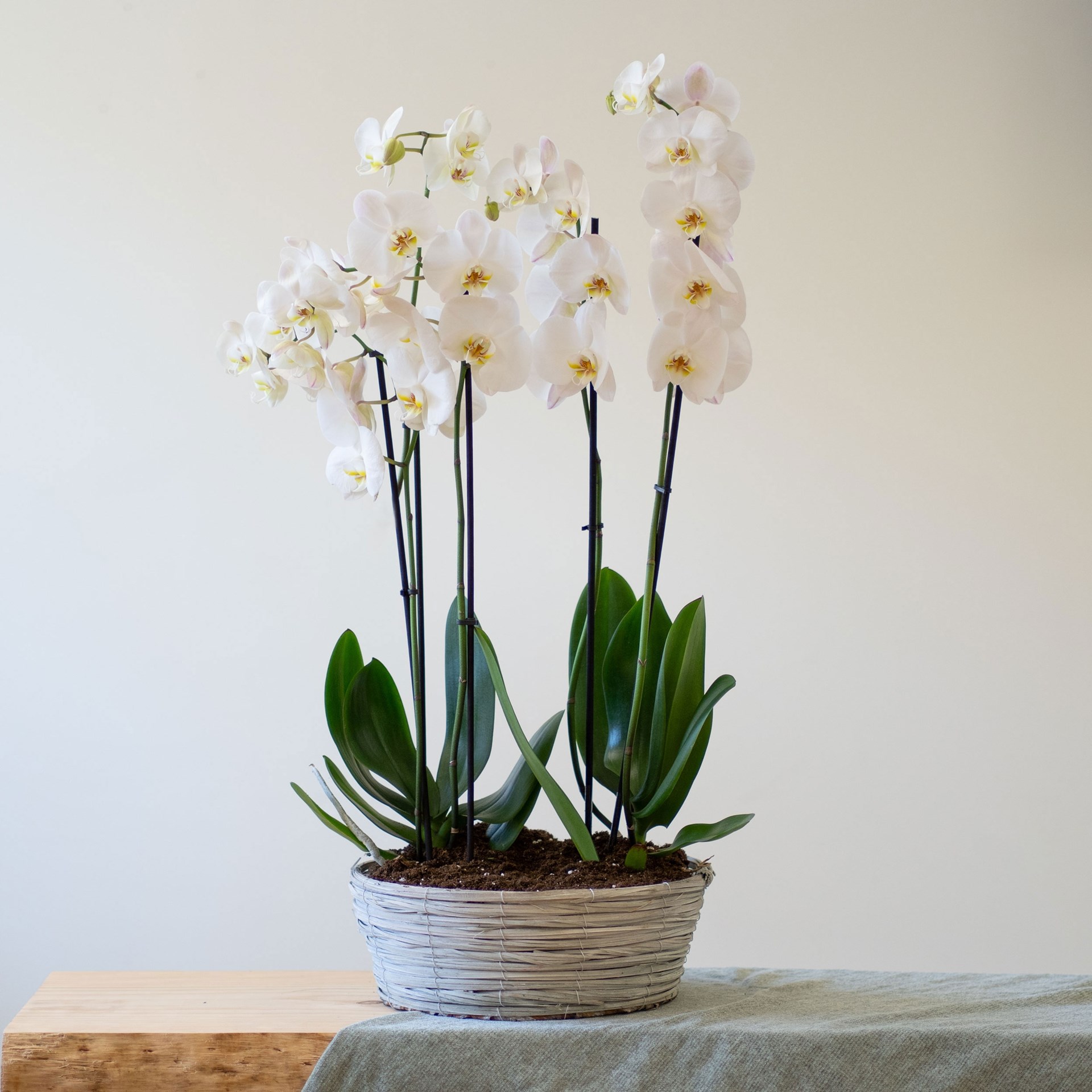 product image for Centrepiece of white Phalaenopsis plants