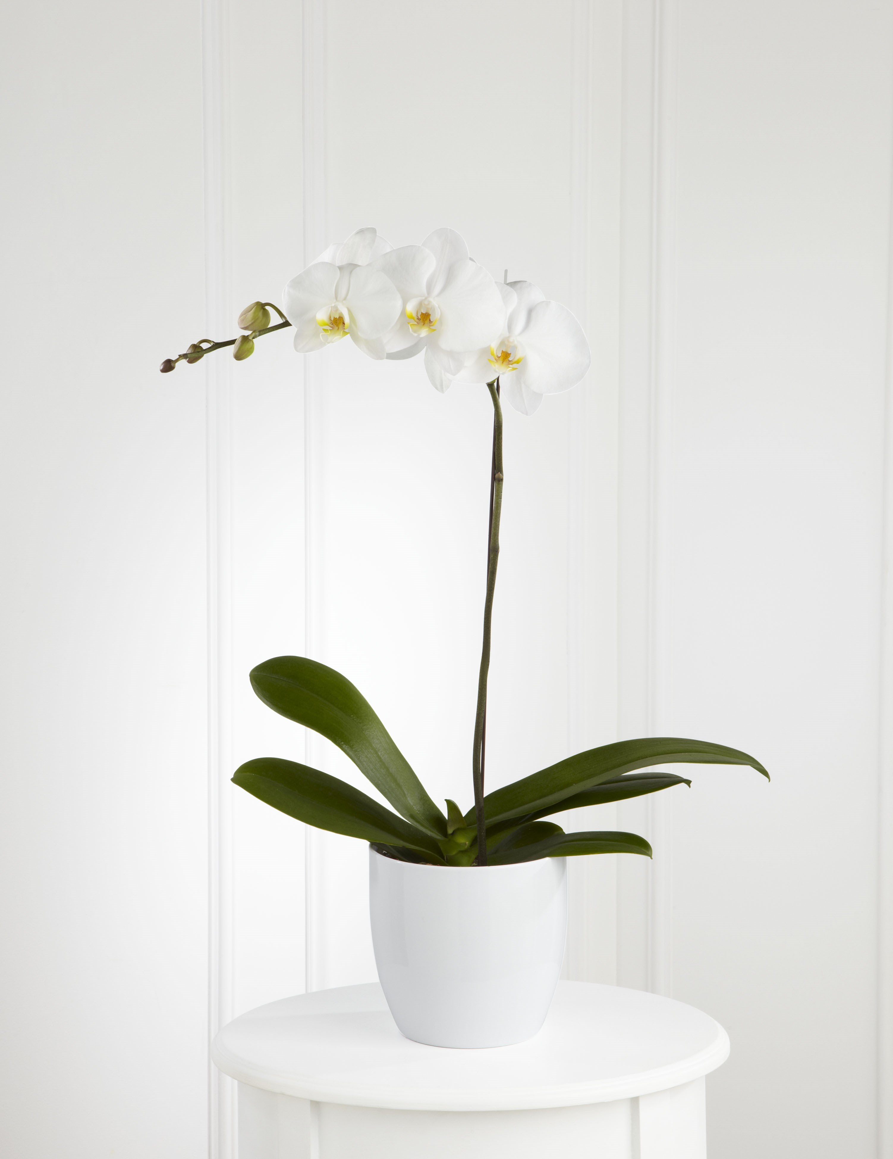 White Orchid Planter | Venezuela | Interflora Belarus. Flower Delivery