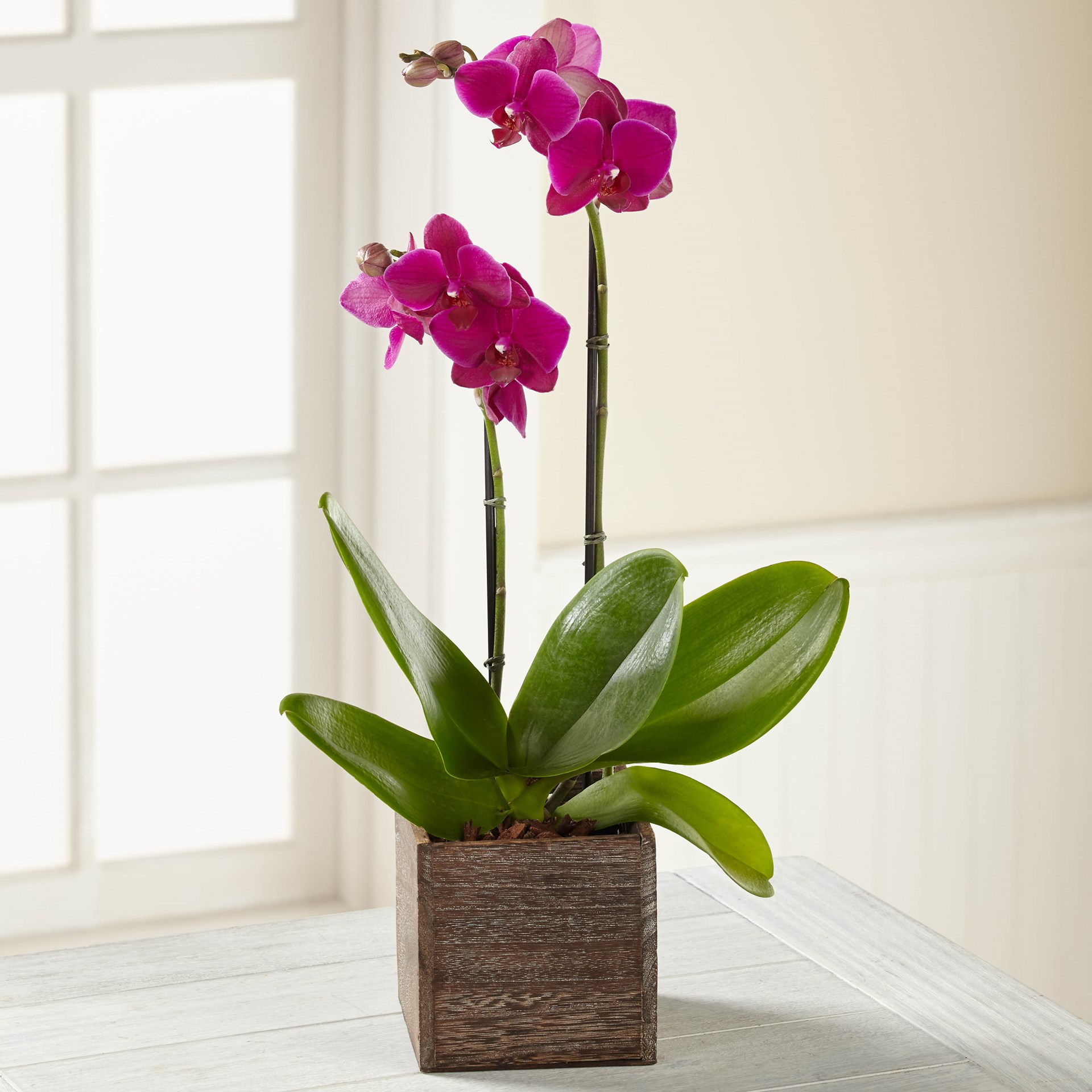 product image for The FTD Fuchsia Phalaenopsis Orchid