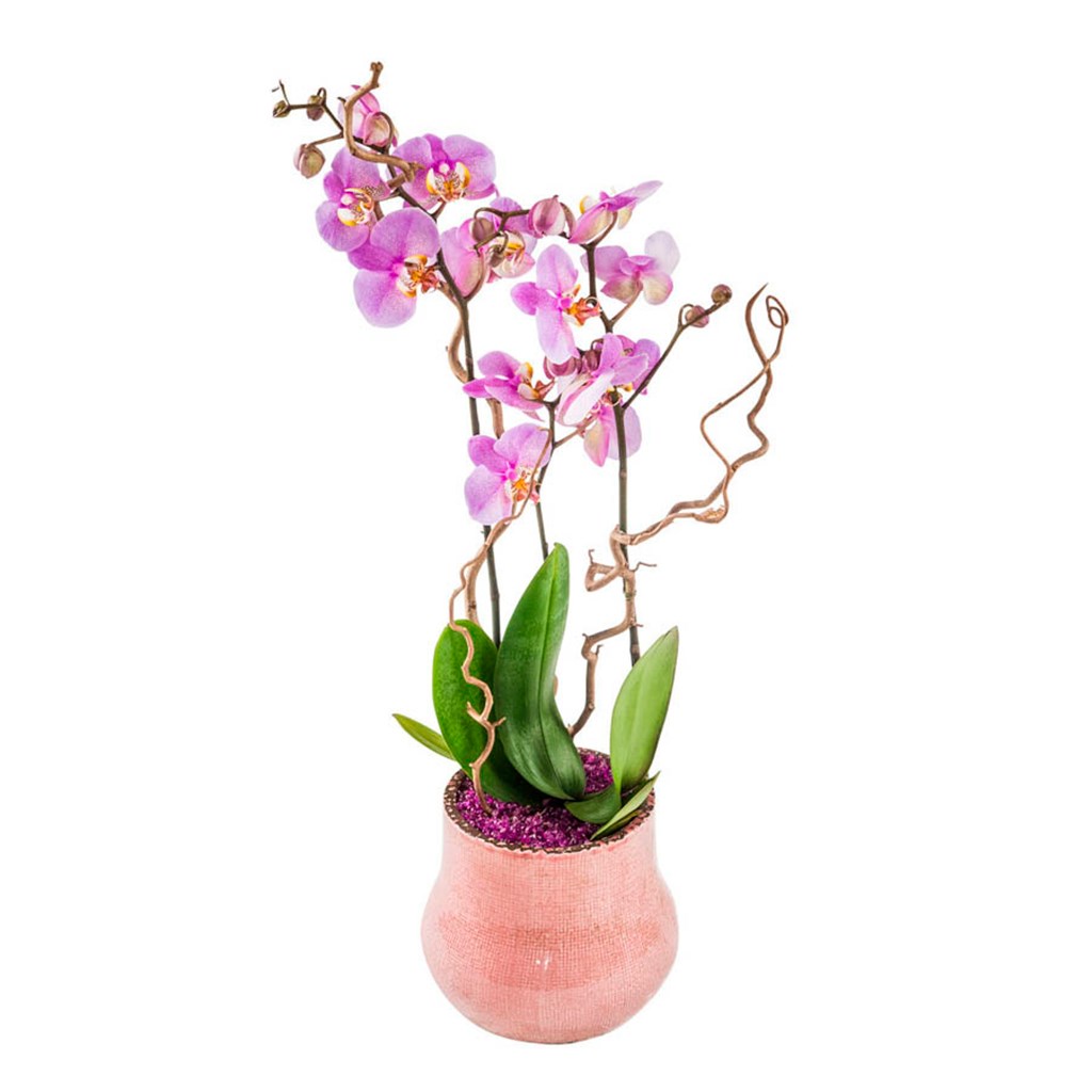 product image for Magic of orchids