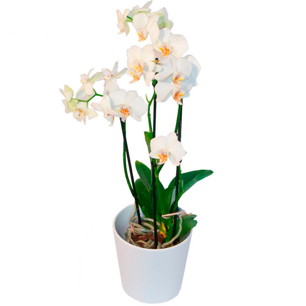product image for White charm in a pot