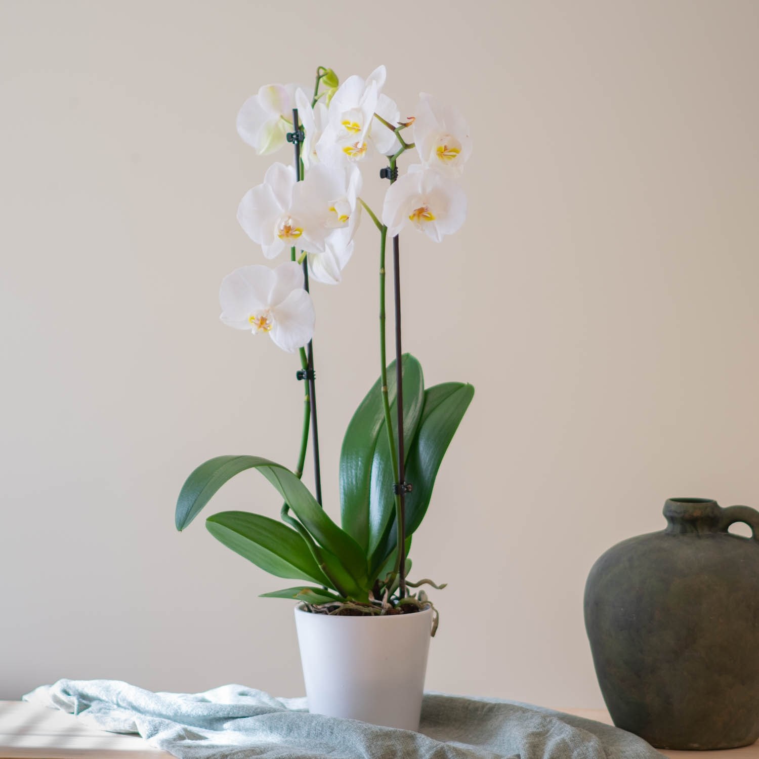 Phalaenopsis Premium Plant