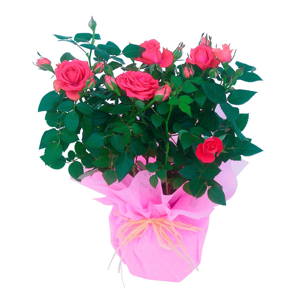 product image for Thank you Mother - rose plant