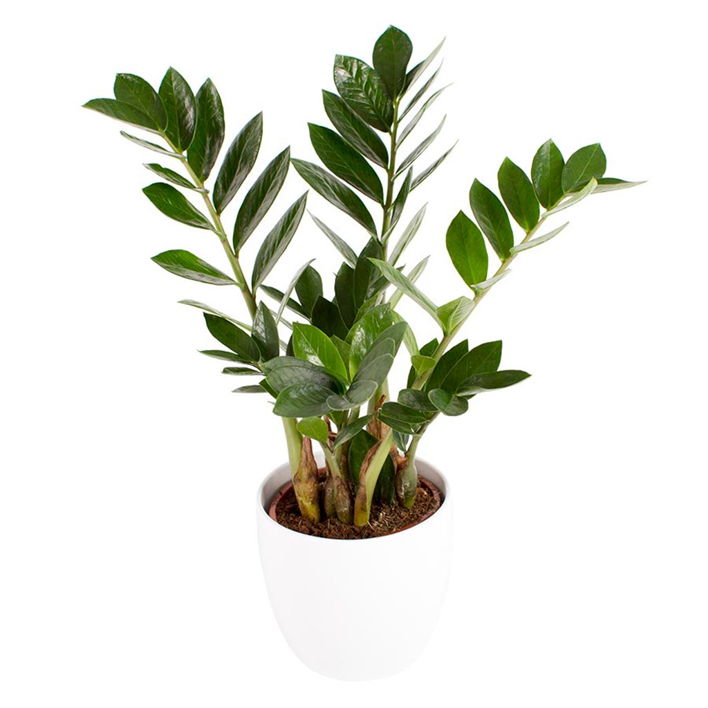 product image for Zamioculcas