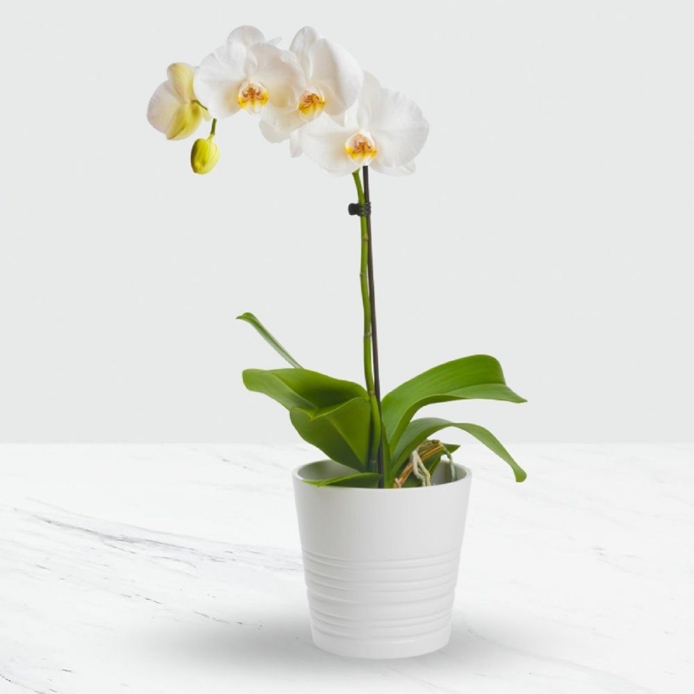 product image for Phalaenopsis Orchid in a pot