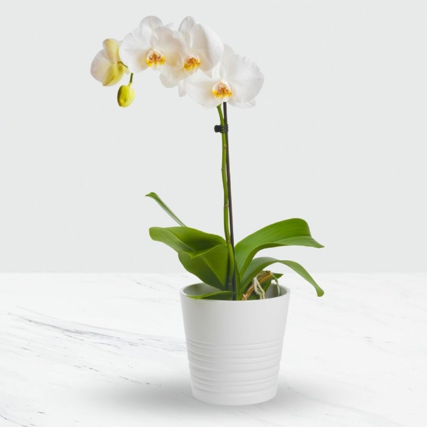 product image for Phalaenopsis orchid in a pot