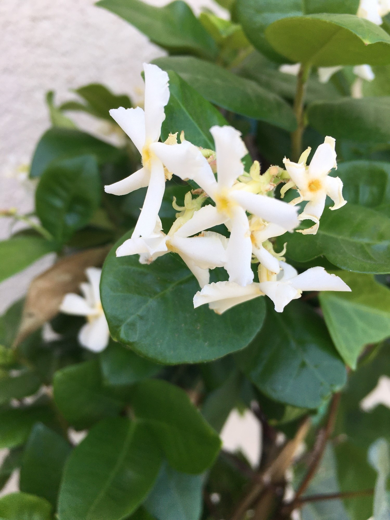 Jasmine Plant