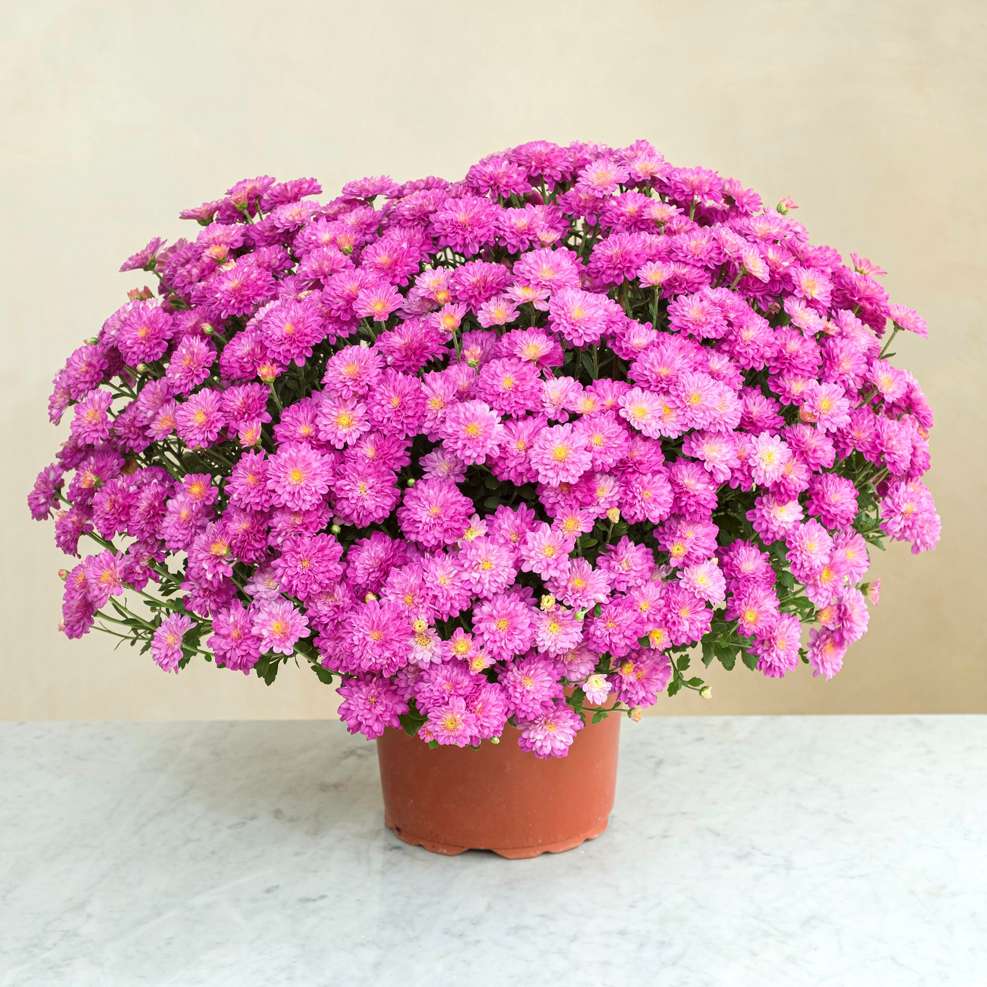 product image for Chrysantheme rose