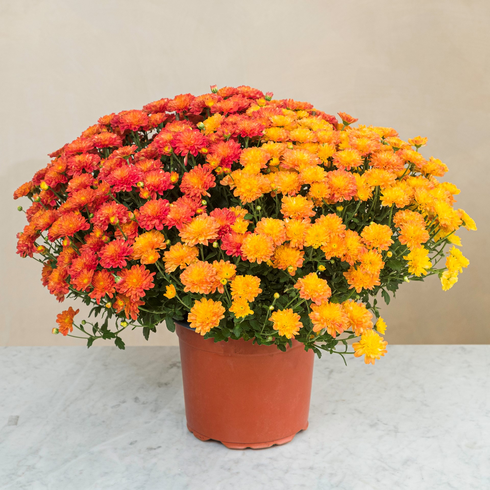product image for Chrysantheme multicolore