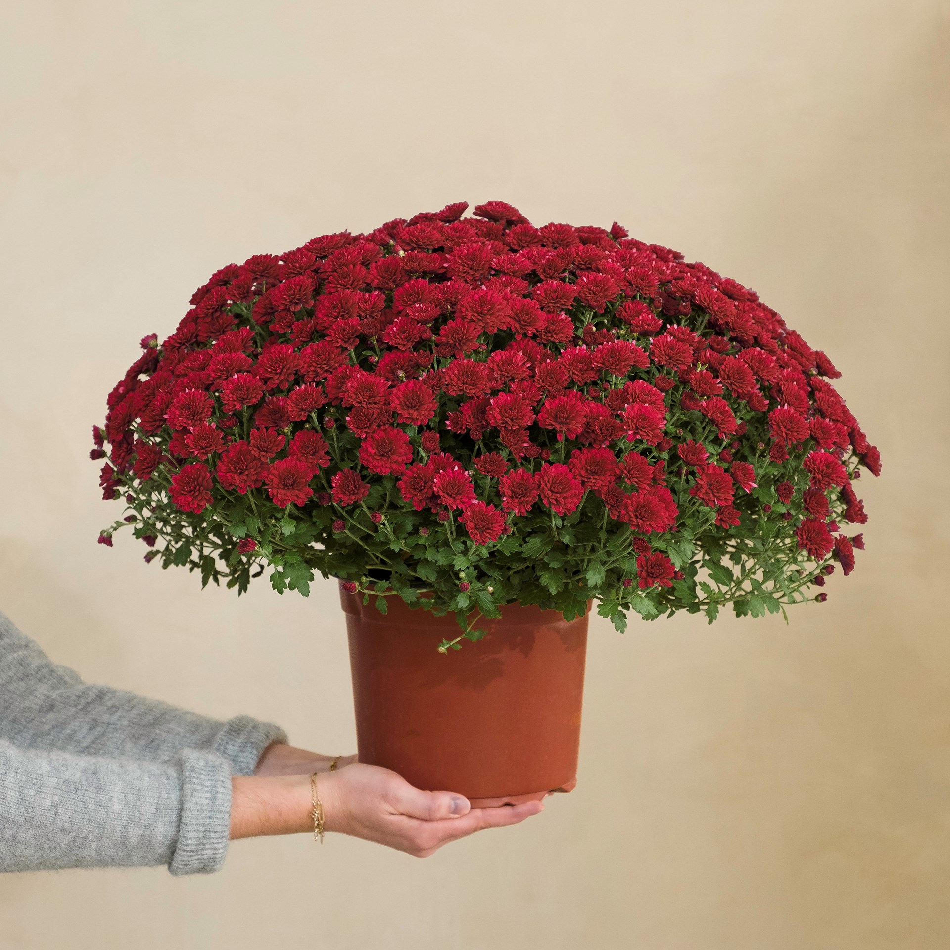 product image for Chysantheme rouge