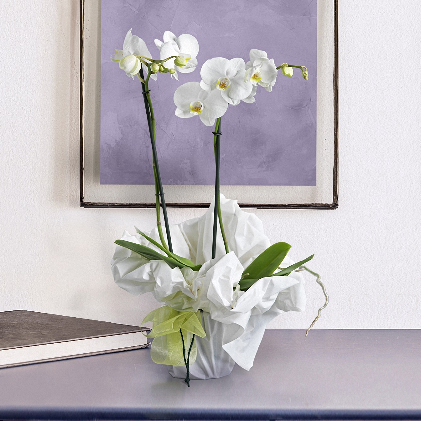 product image for White Orchid