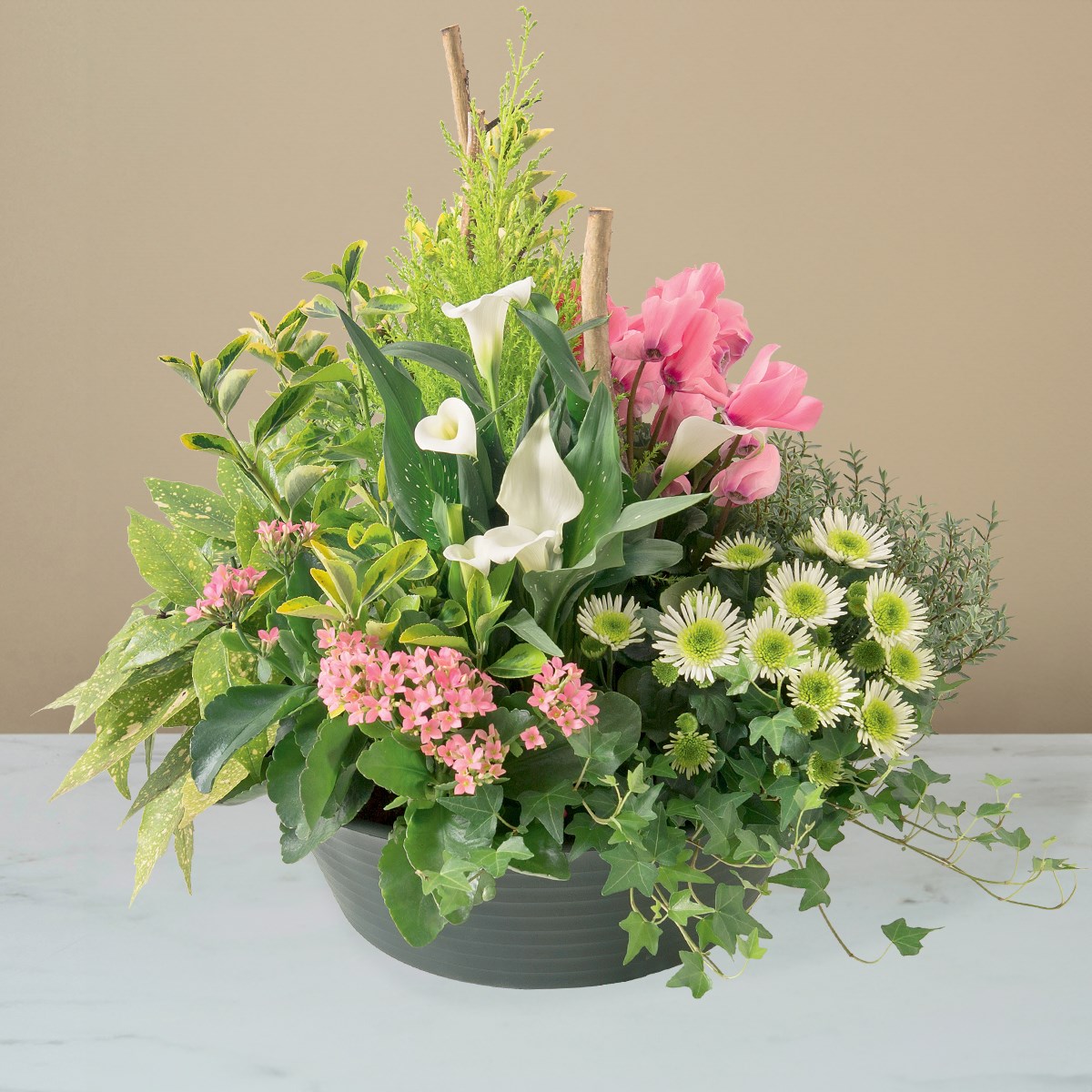 product image for Delicates pensees