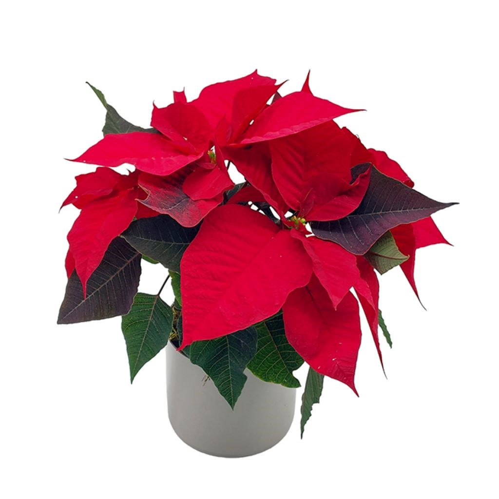 product image for Red Poinsettia