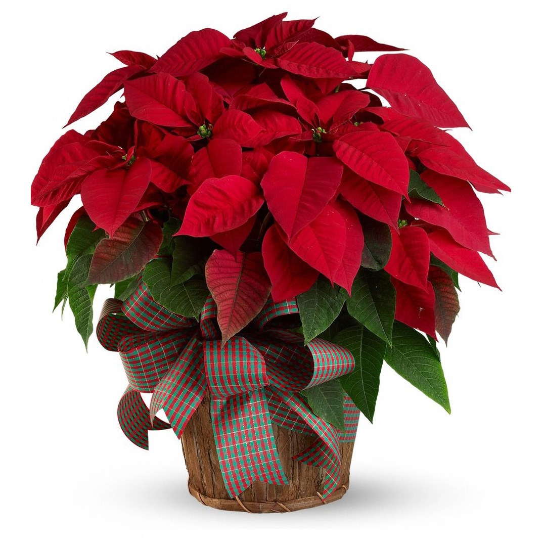 Red Poinsettia