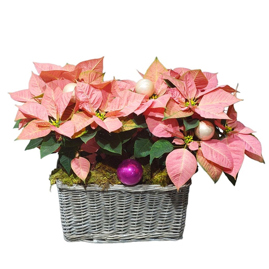 Pink Poinsettias Basket