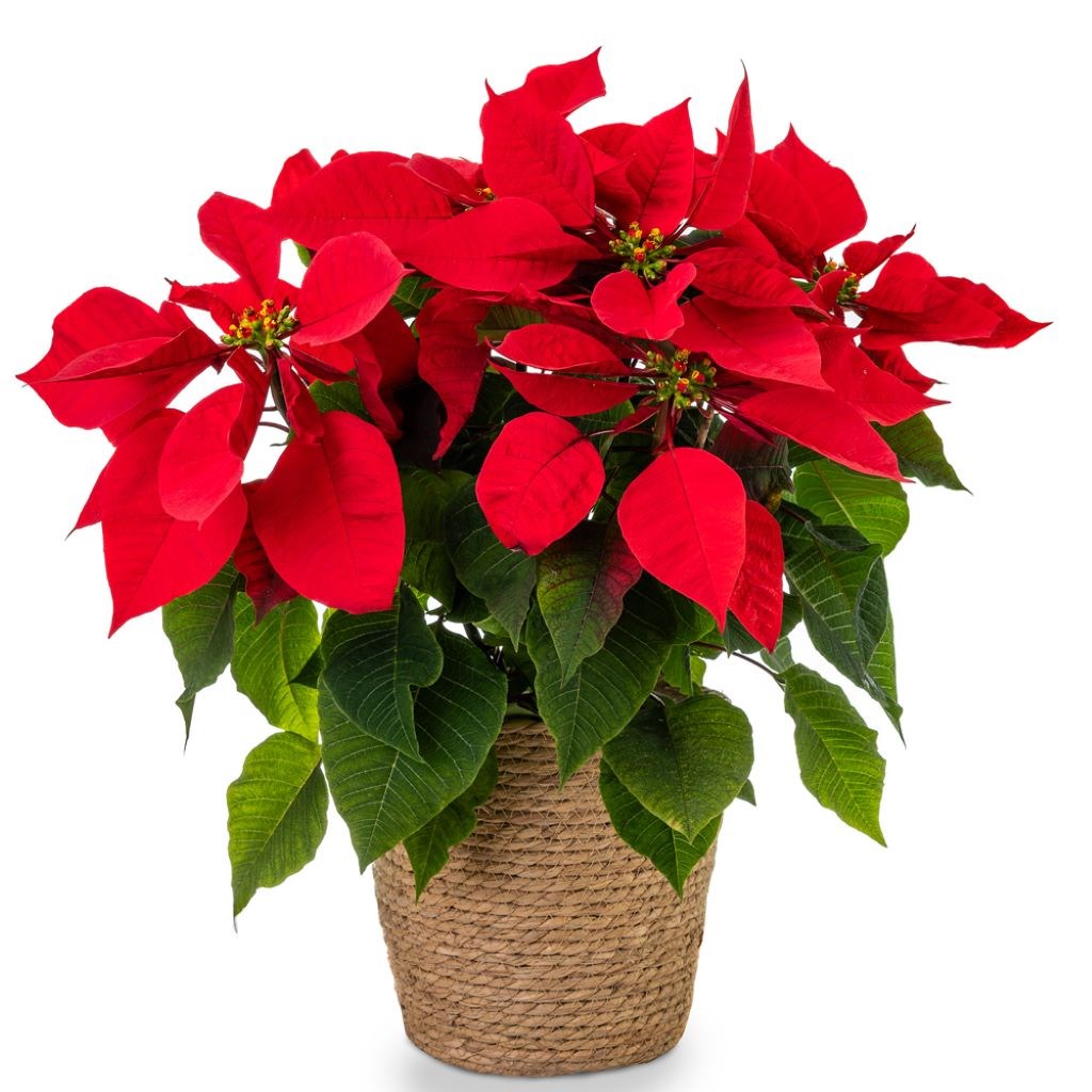 product image for Red Poinsettia Christmas Style