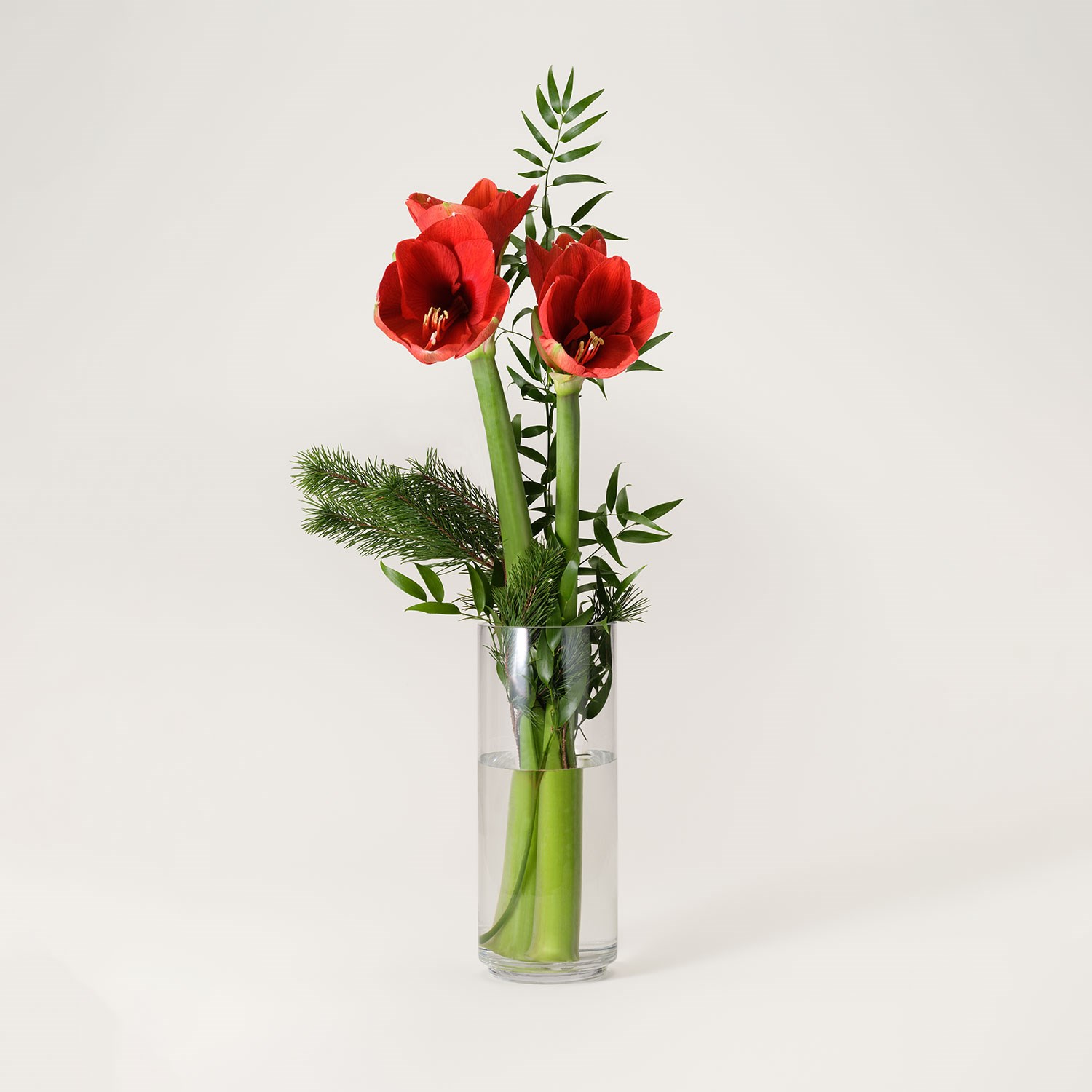 product image for Joyful Christmas Amaryllis