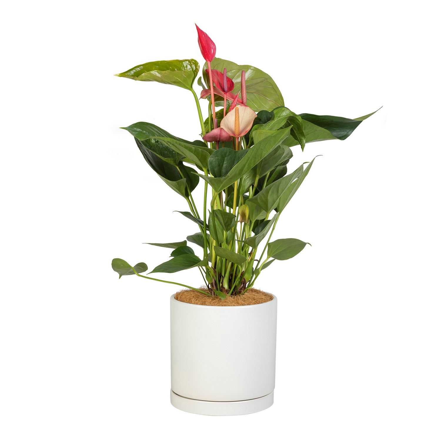 product image for Flamingo Flower
