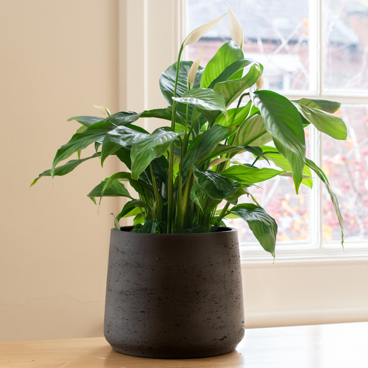 product image for Single Plant