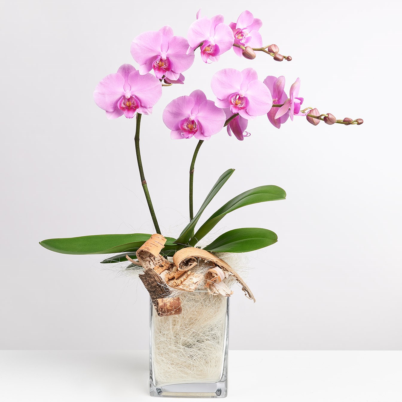 Pink Orchid in Vase with Flax