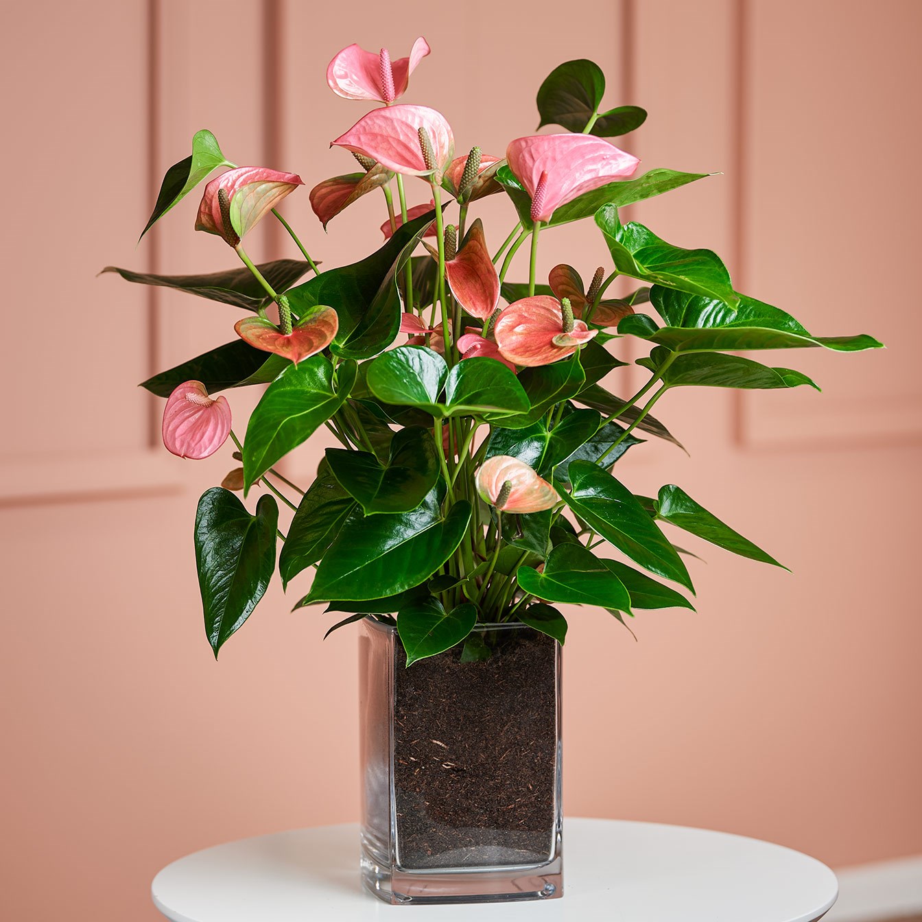 Pink Flamingo Flower in Vase