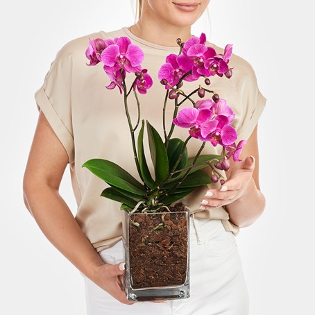 Pink Orchid in Vase