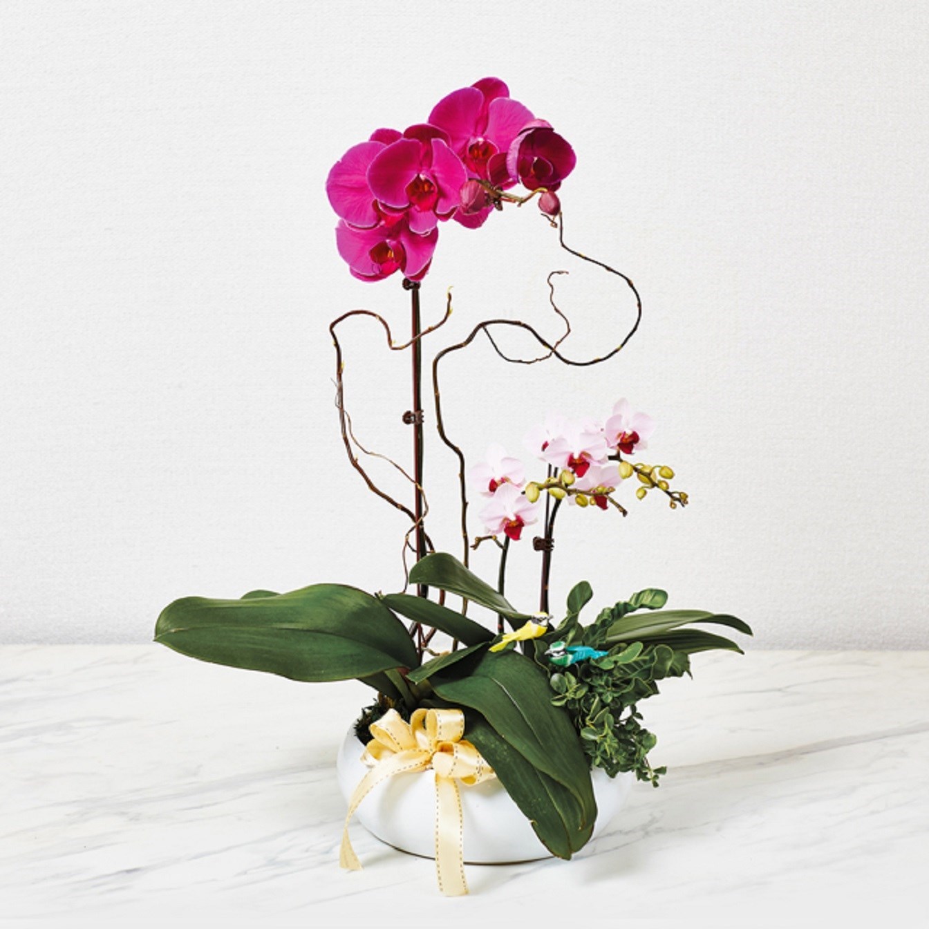 product image for Phalaenopsis Orchid Plant