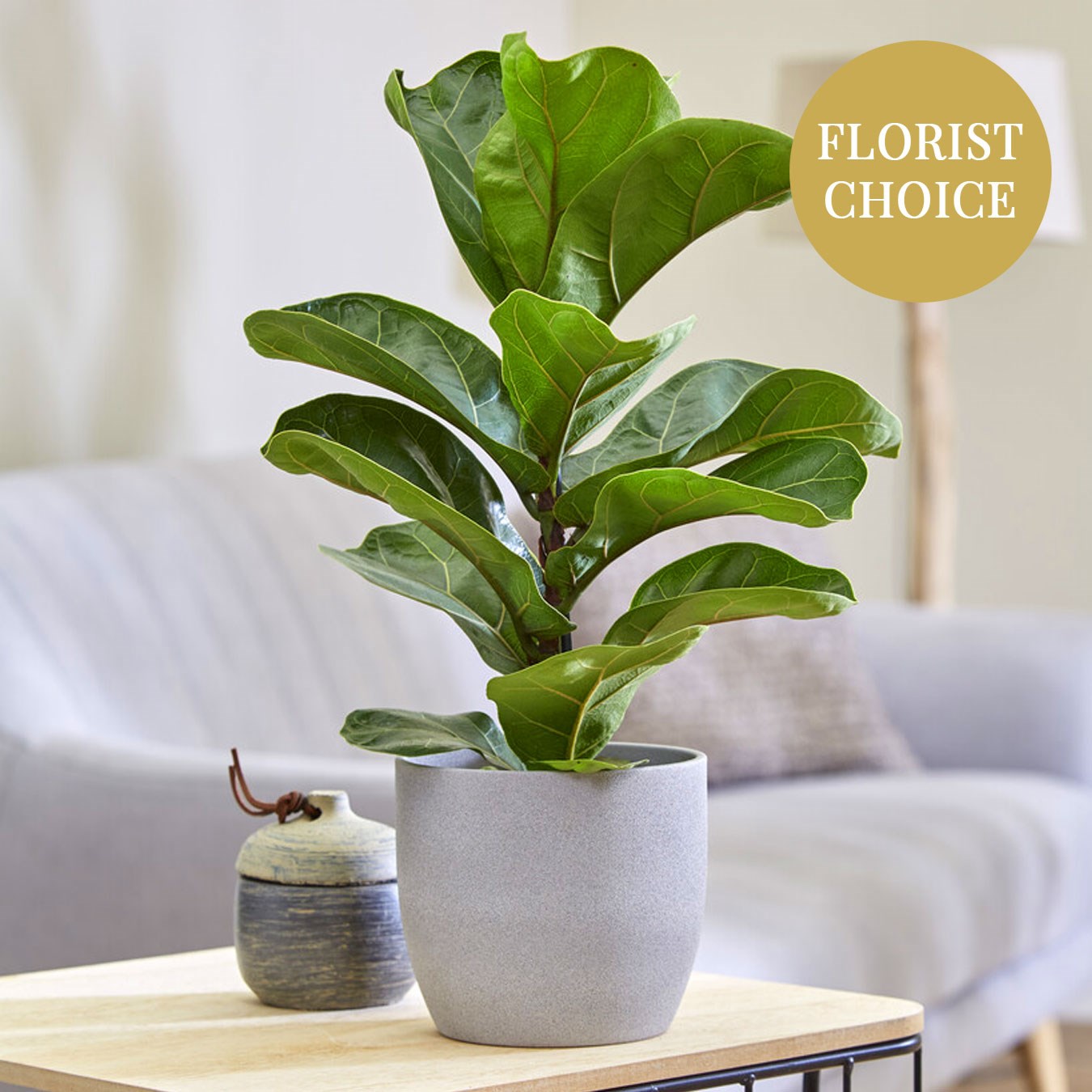 product image for Single Plant