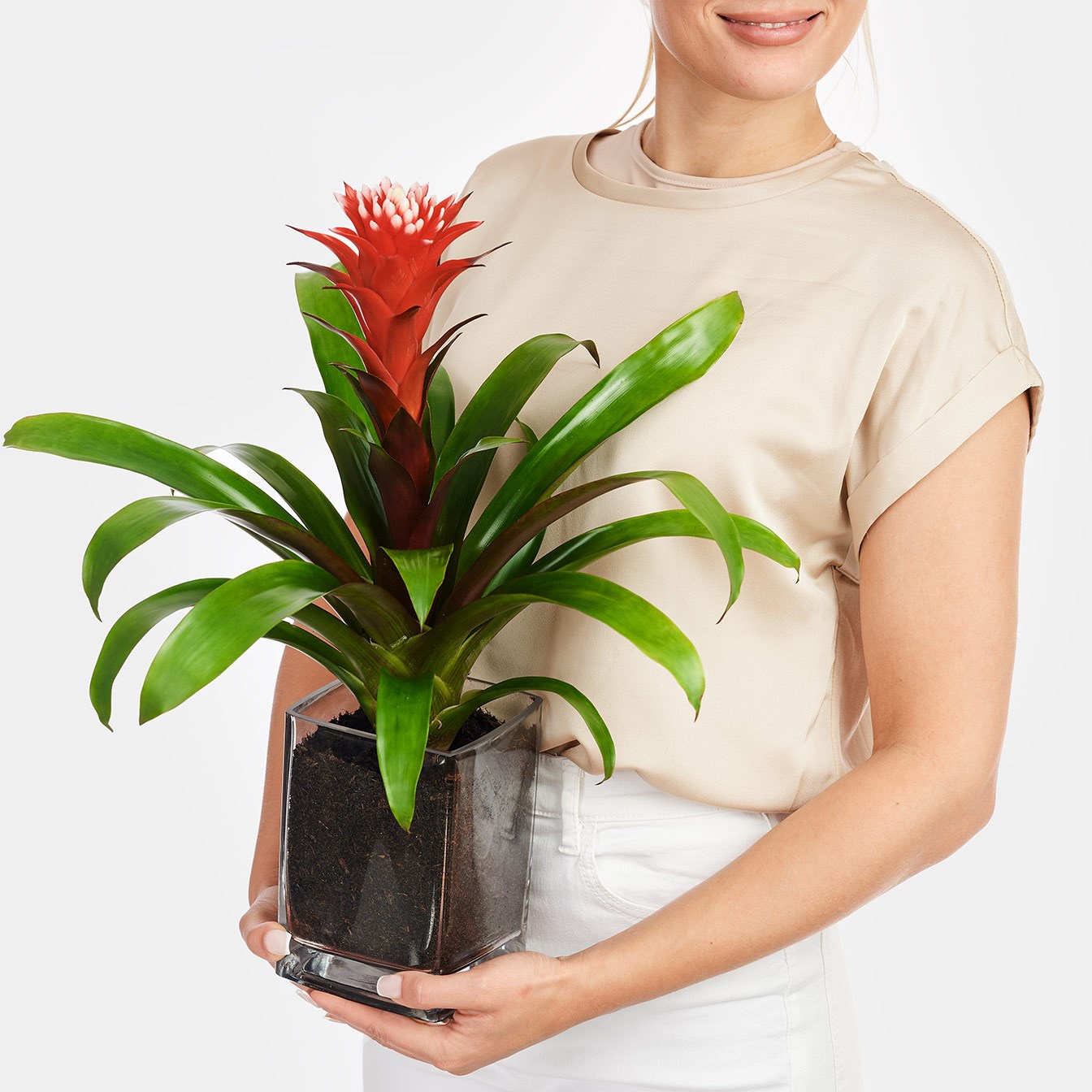 product image for Red Guzmania in Vase