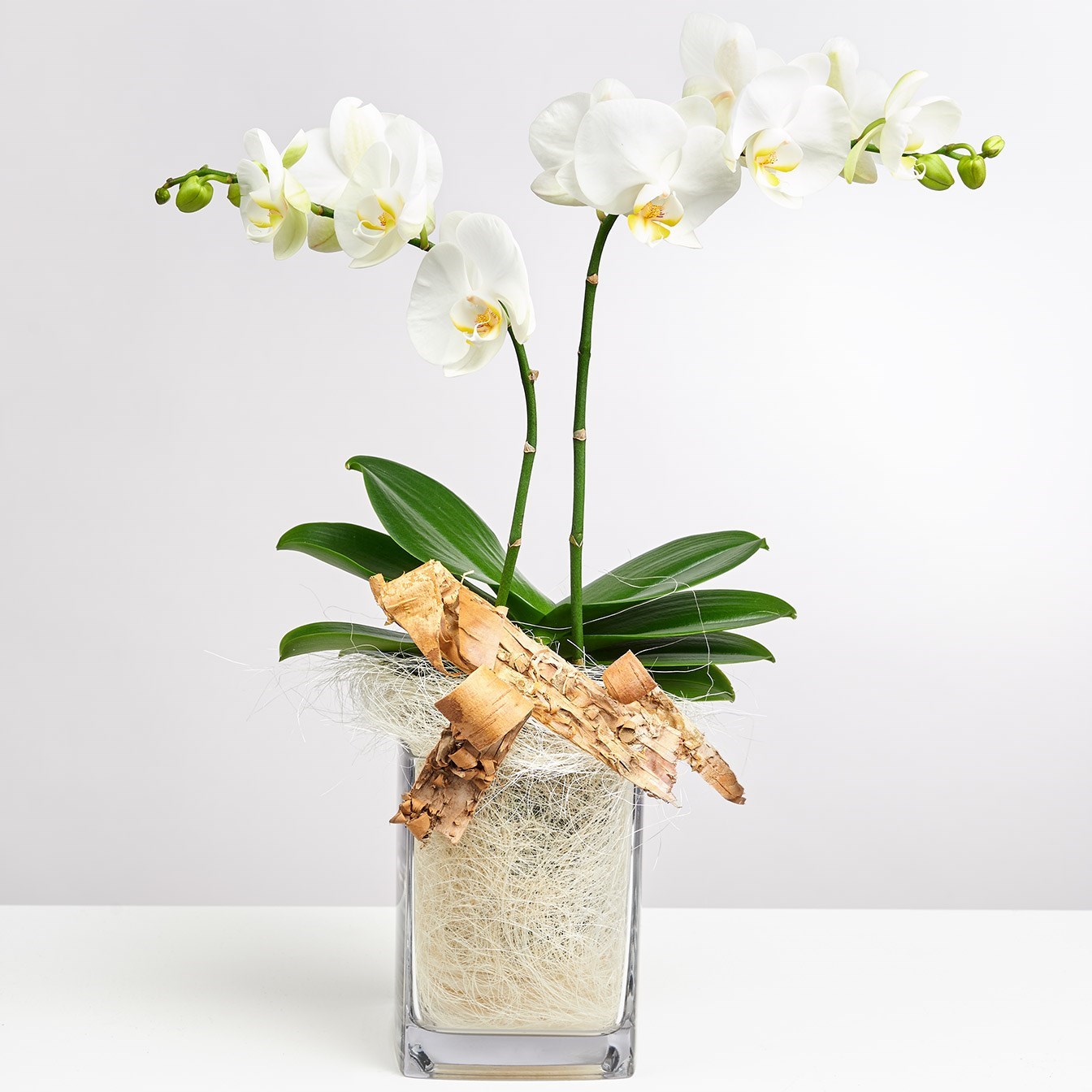 product image for White Orchid in Vase with Flax