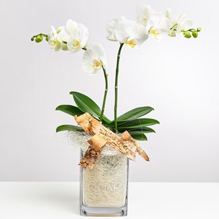 White Orchid in Vase with Flax
