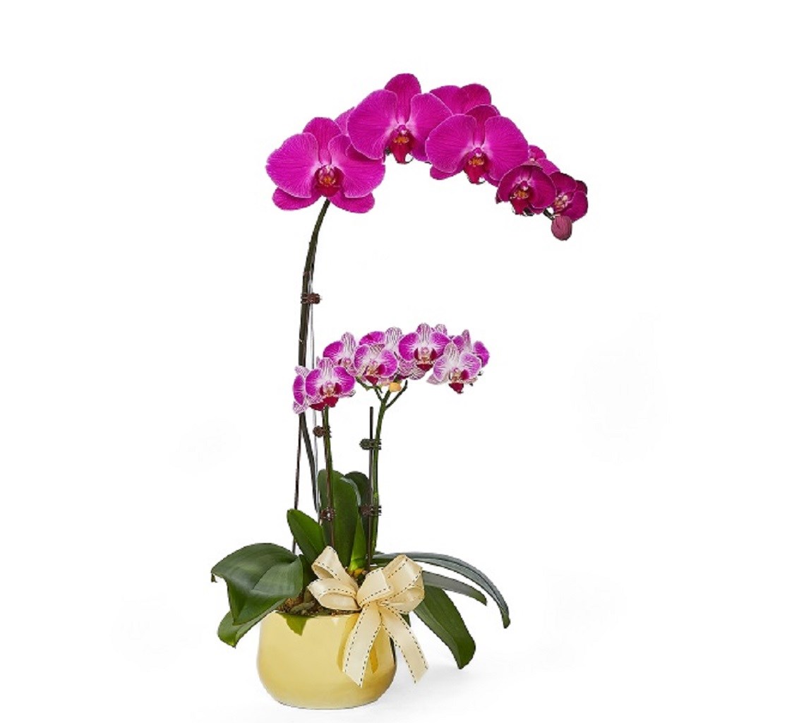 product image for Phalaenopsis