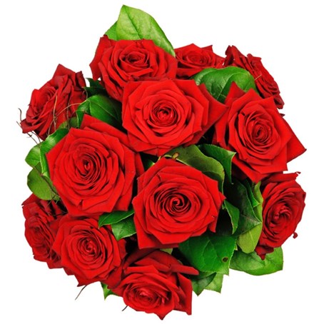 Tantalizing 12 Roses