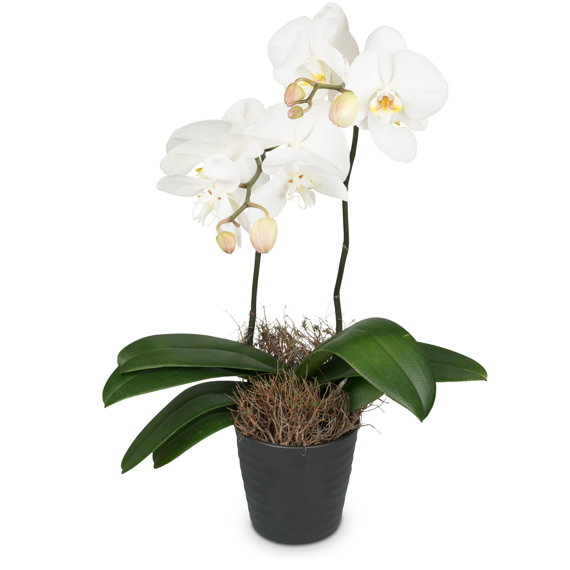 product image for White Orchid (Phalaenopsis)