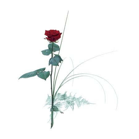 product image for Single flower - Red rose