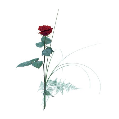 Single flower - Red rose