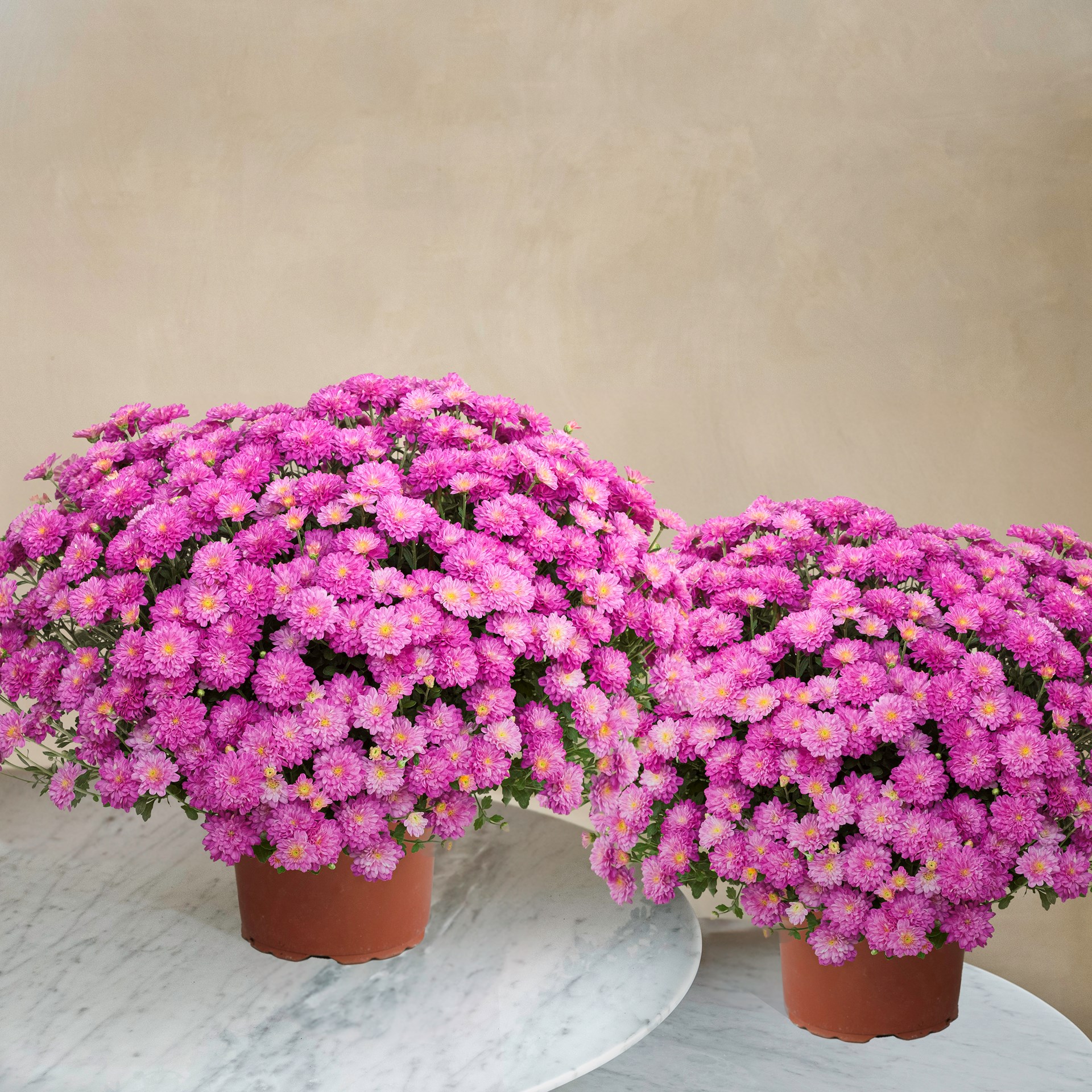 product image for Duo de chrysanthemes roses