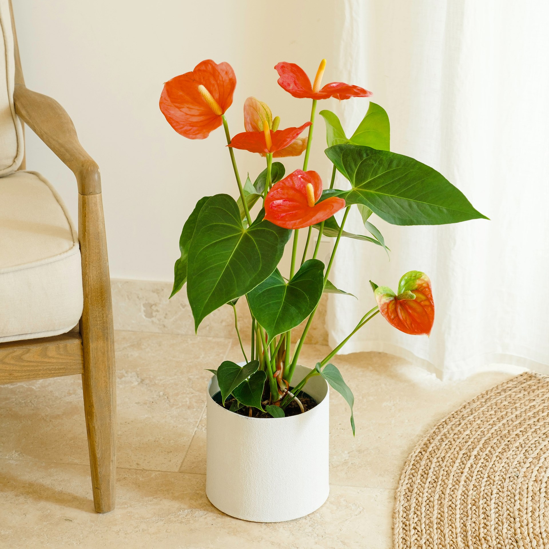 product image for Anthurium