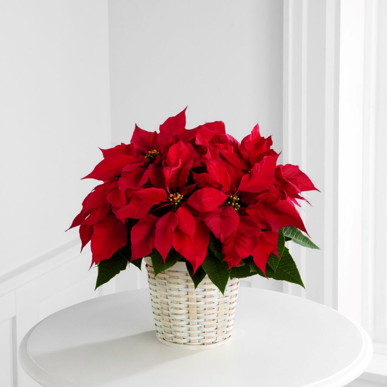 Red Poinsettia Basket Small