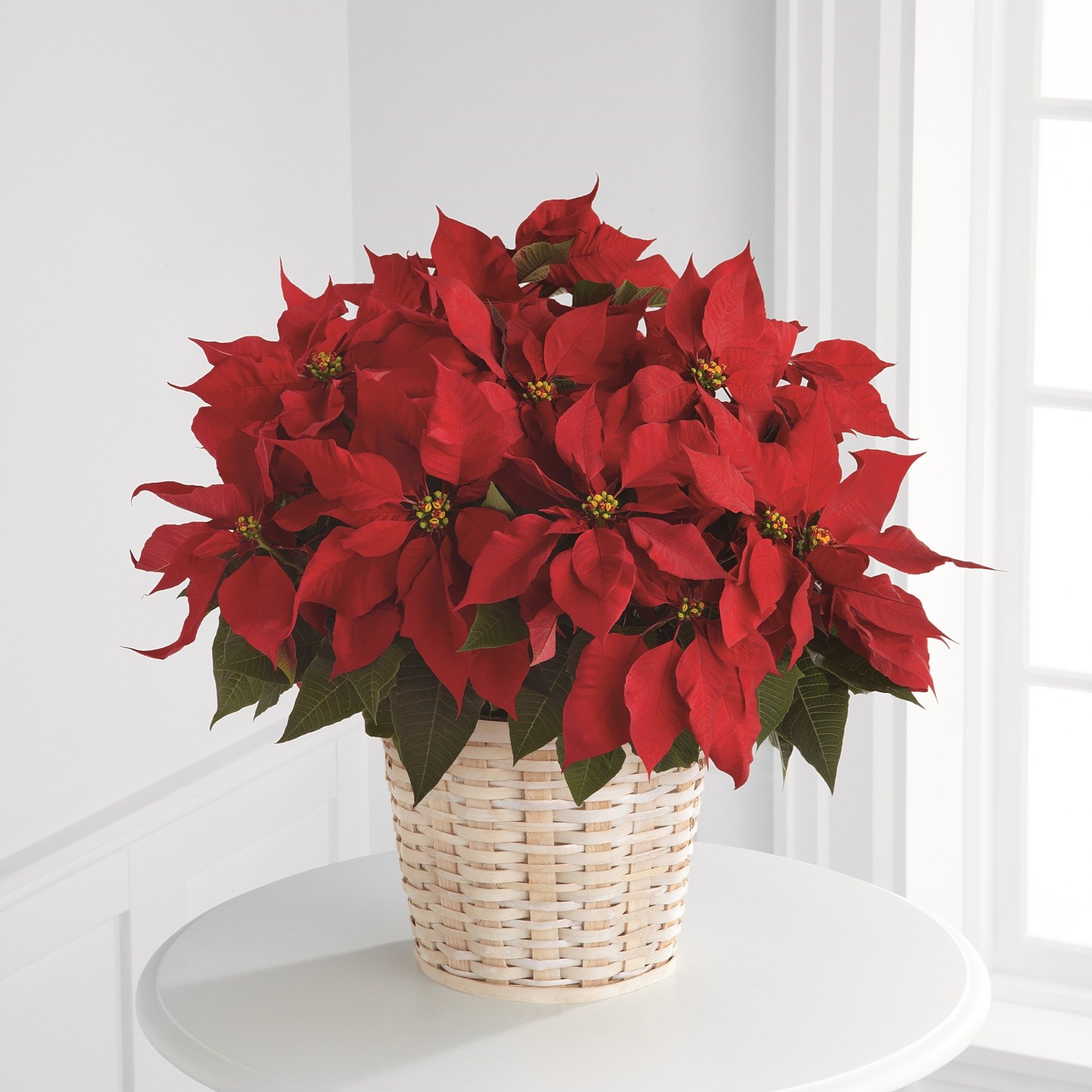 Red Poinsettia Basket