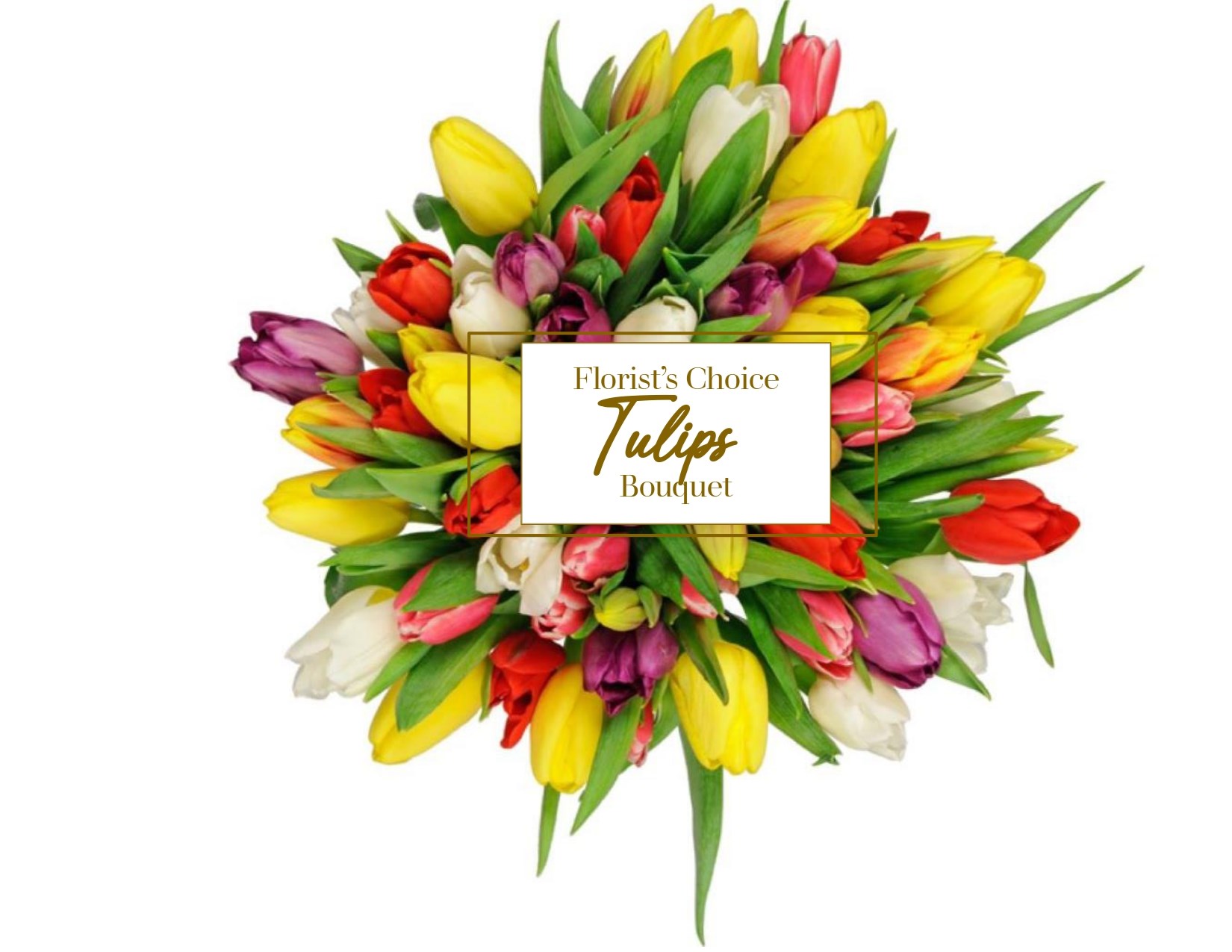 Tulipa Florist Choice